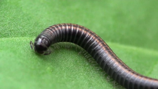  Insect Macro; Caterpillar Myriapoda in a hard chitinous shell similar to a scolopendra