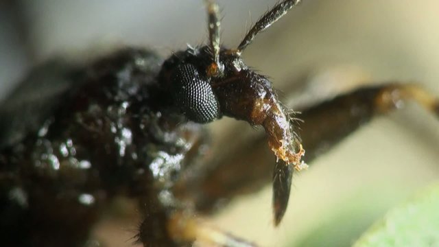 Insect Macro: Scutellatus is genus of True Bug in Miridae family sitt in summer forest and meadow