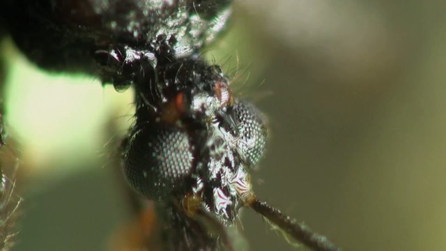 Insect Macro: Scutellatus is genus of True Bug in Miridae family sitt in summer forest and meadow