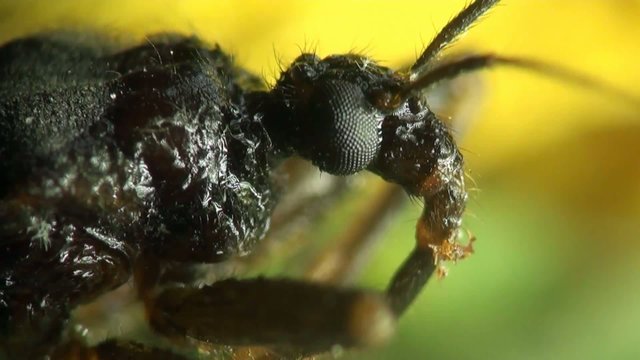 Insect Macro: Scutellatus is genus of True Bug in Miridae family sitt in summer forest and meadow