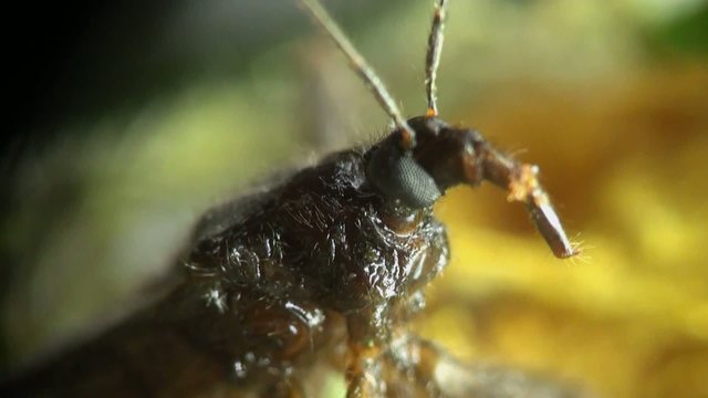 Insect Macro: Scutellatus is genus of True Bug in Miridae family sitt in summer forest and meadow