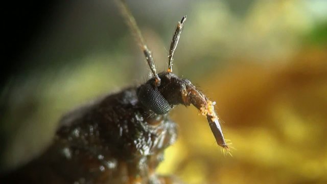 Insect Macro: Scutellatus is genus of True Bug in Miridae family sitt in summer forest and meadow