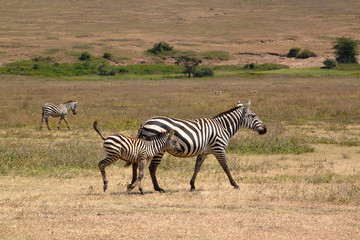 Fototapeta na wymiar Zebra z matką dziecka