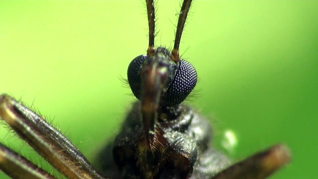 Insect Macro: Scutellatus is genus of True Bug in Miridae family sitt in summer forest and meadow