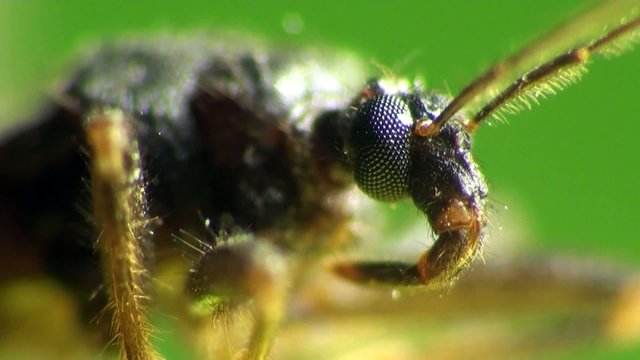 Insect Macro: Scutellatus is genus of True Bug in Miridae family sitt in summer forest and meadow