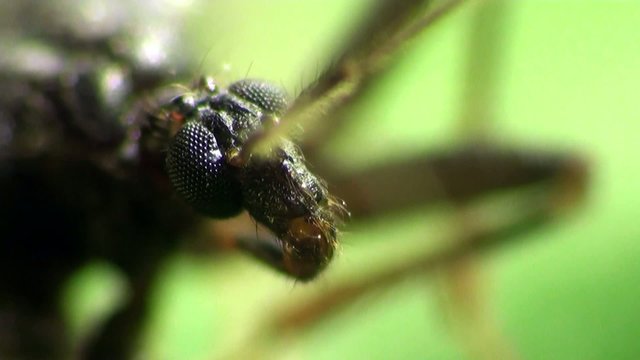 Insect Macro: Scutellatus is genus of True Bug in Miridae family sitt in summer forest and meadow