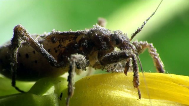 Insect Macro: Scutellatus is genus of True Bug in Miridae family sitt in summer forest and meadow
