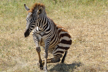 Fototapeta na wymiar Baby zebra lifting
