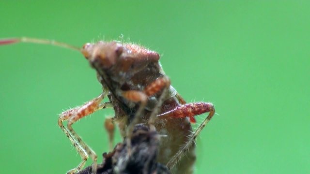 Insect Macro: Scutellatus is genus of True Bug in Miridae family sitt in summer forest and meadow