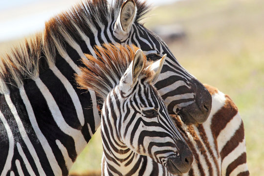 Baby Zebra With Mother