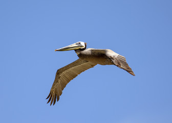 Fototapeta na wymiar Brown Pelican Latanie