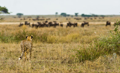 Cheetah