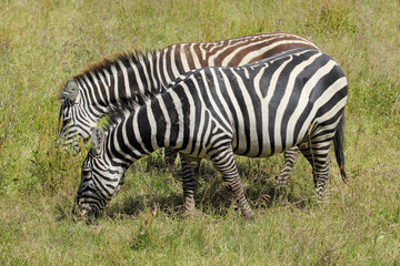 Fototapeta na wymiar Grazing zebras