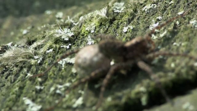 Insect close-up spider