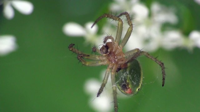 Insect Spider in web on background flowers, close-up