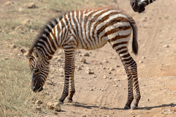 Fototapeta na wymiar Baby zebra