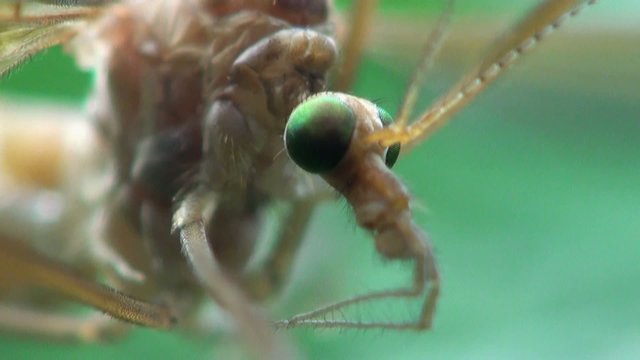 Crane Fly, Insect Mosquito, Tipula Luna male, insect sitting on green leaf