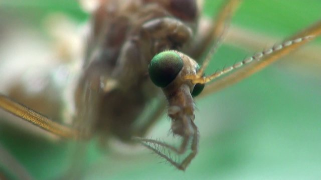 Crane Fly, Insect Mosquito, Tipula Luna male, insect sitting on green leaf