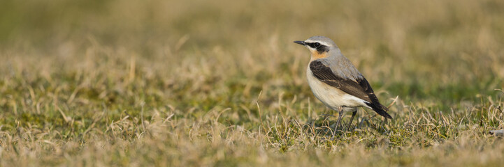 Traquet motteux (Oenanthe oenanthe - Northern Wheatear)