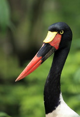 portrait du jabiru d'afrique