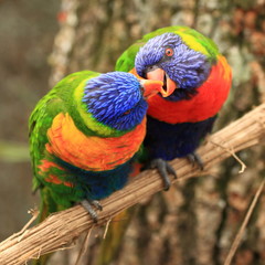 couple de loris arc en ciel
