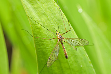 Long legs, mosquito big mosquitoes
