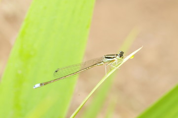 dragonfly