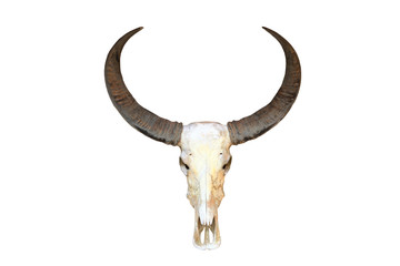 Buffalo skull
