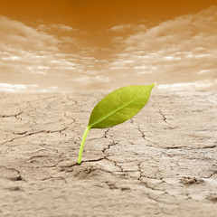 leaf