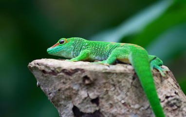 Naklejka na ściany i meble Green Gecko