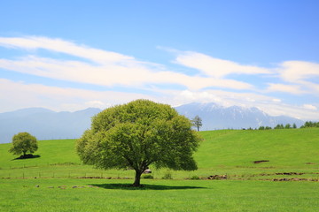 Green tree on a meadow