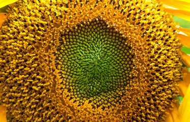 Fiore di girasole