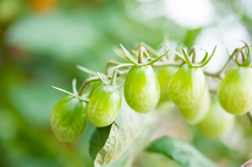 緑のプチトマト