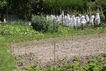 jardin
