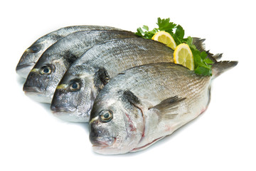 gruppo di orate isolate su sfondo bianco