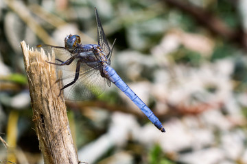 Libellula blu e marrone su remetto