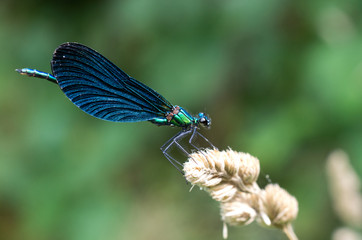 Libellula Blu su ramo