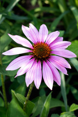 Obraz premium Fiore rosa sfondo verde naturale