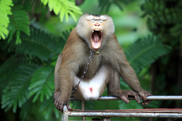 Monkey of thailand