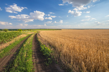 Summer Landscape with Wheat Field