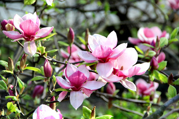 Obraz premium Magnolia spring trees in bloom