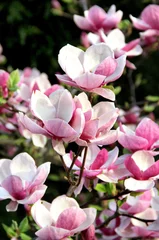 Foto op Canvas Magnolia lentebomen in bloei © Tanouchka