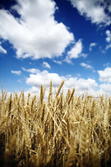 Wheat field