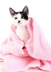 Small kitten in pink towel isolated on white