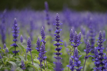 Obraz premium Beautiful lavender farm in Hokkaido