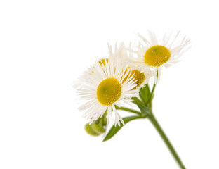 chamomile flower