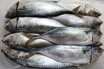 Fresh mackerel