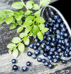 Great Fresh Blueberries in a bowl jar with big leaves on wooden