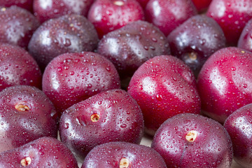 Several picota cherries with water droplets
