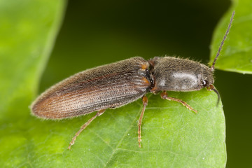 Athous vittatus on oak leaf, extreme close-up